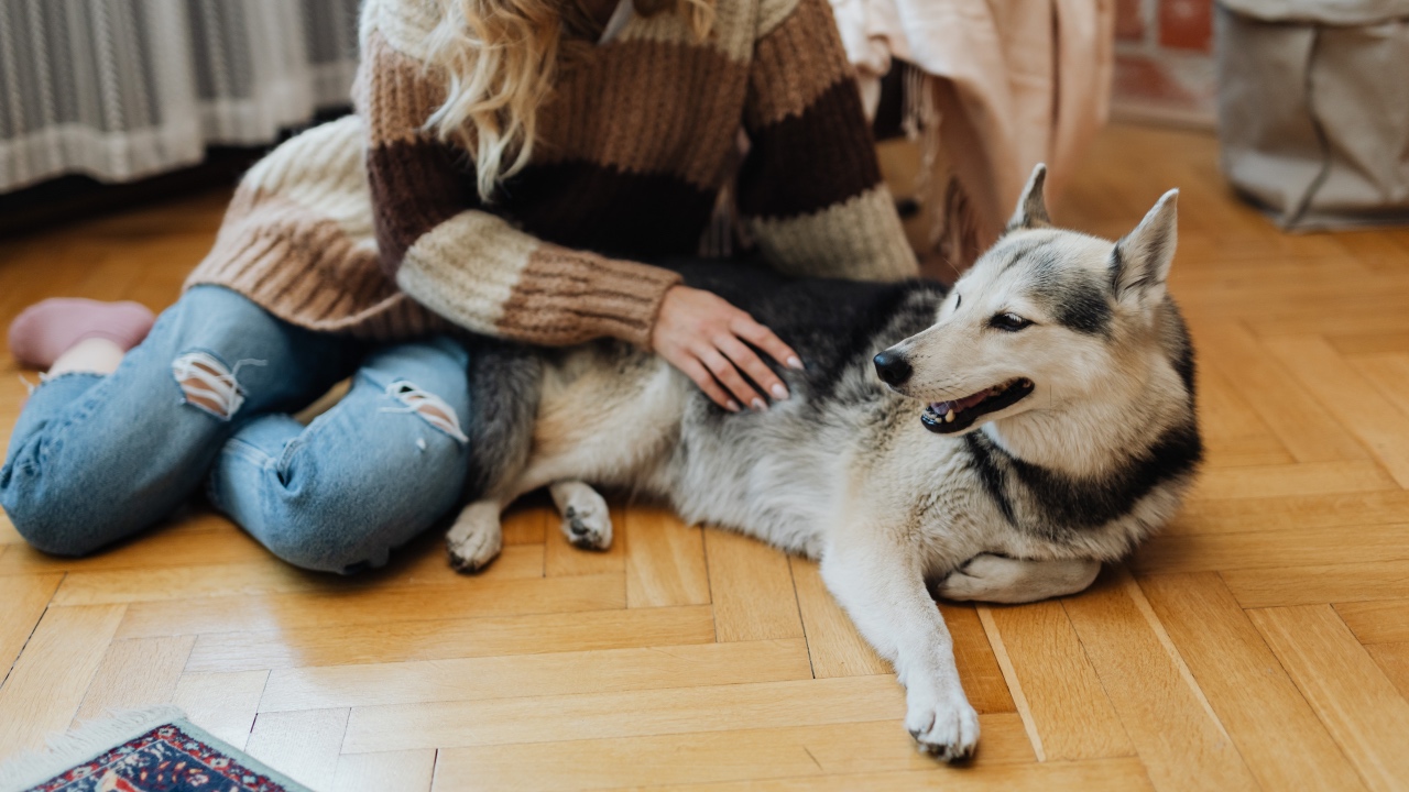 Animali domestici e pulizie: i consigli per una casa a prova di amici pelosi