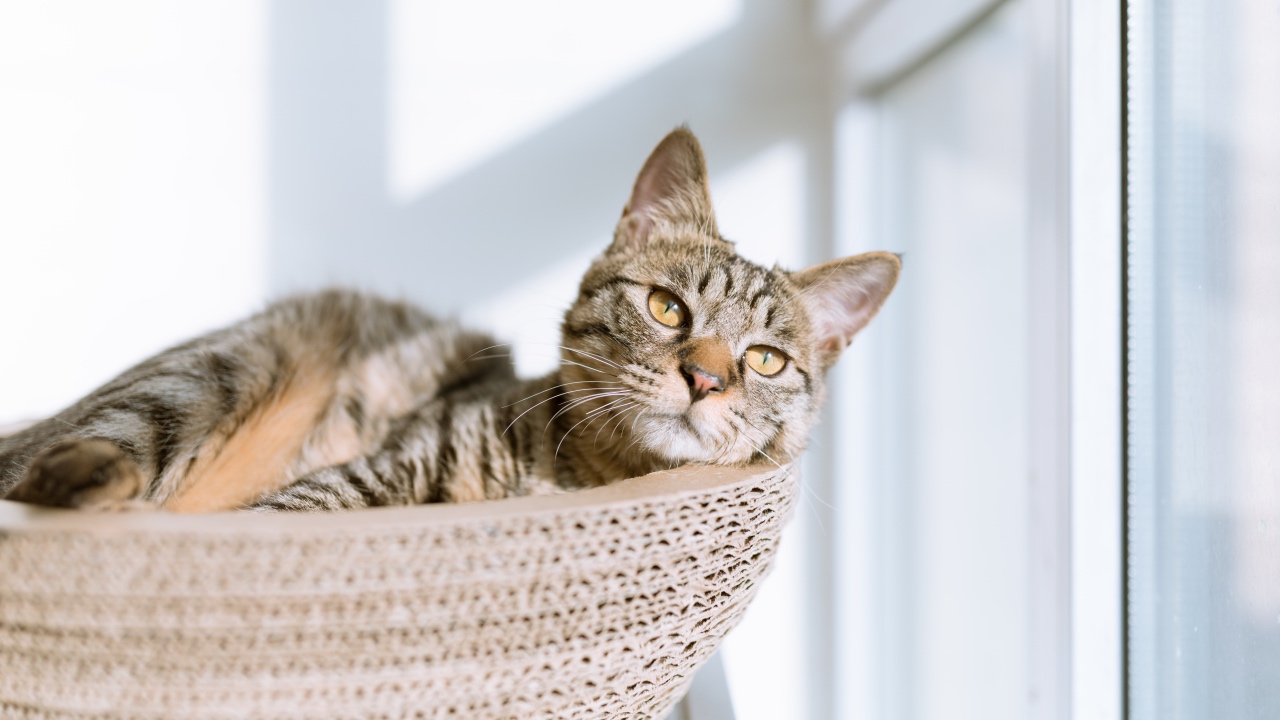 Lettiera per gatti: scelta e pulizia