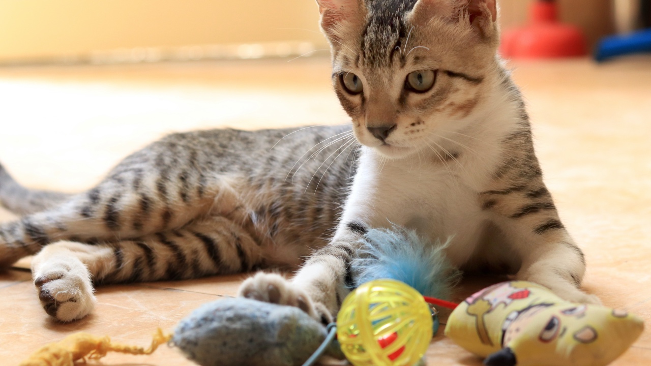 Quanto costa accudire un gatto?