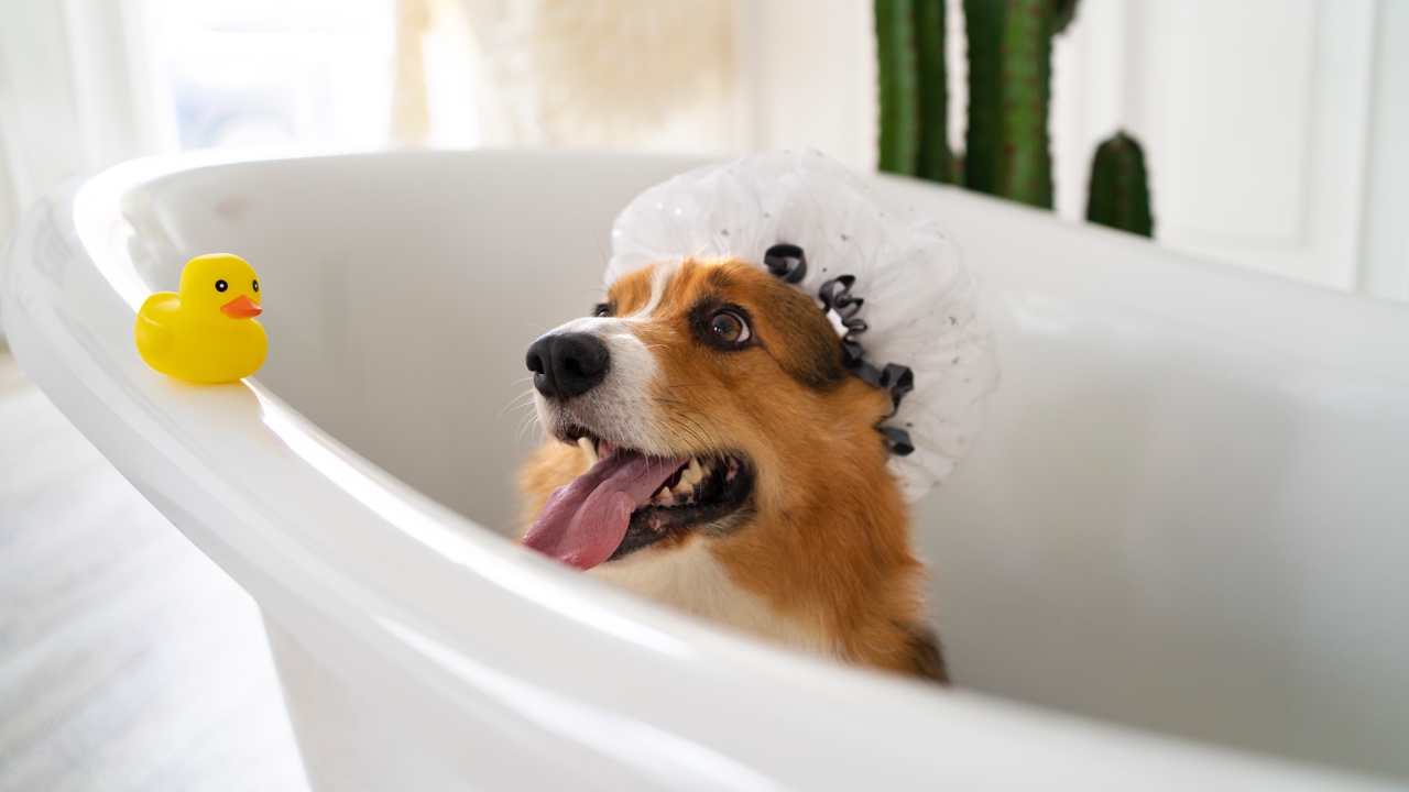 Shampoo per cani: consigli per un mantello sempre al top